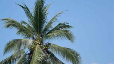 POV 'tan Hindistan cevizi ağacına. Yaz mevsiminde açık mavi gökyüzü arkaplanı var. Tayland, Phuket' teki sahil bölgesinde rüzgar esiyor.