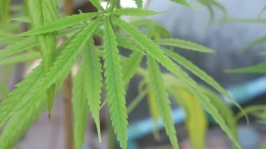 POV of cannabis marijuana weed leaf with wind blowing in daytime. Video shot in 4K. Herbal alternative medicine, cbd oil, pharmaceptical industry concept.