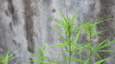POV of cannabis marijuana weed leaf with wind blowing in daytime. Video shot in 4K. Herbal alternative medicine, cbd oil, pharmaceptical industry concept.