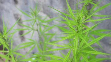 POV of cannabis marijuana weed leaf with wind blowing in daytime. Video shot in 4K. Herbal alternative medicine, cbd oil, pharmaceptical industry concept.