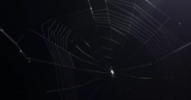 Small spider making a web at night time in timelapse video in 4k UHD. small spider making  building a web. spider on the web in night time. Video natural animal life in 4K UHD