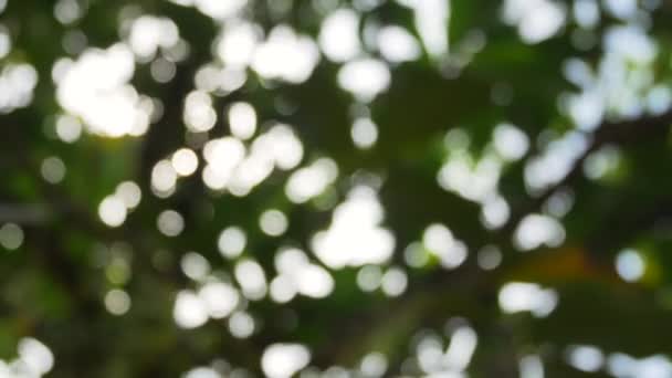 Blurred Out Focussing Technique Tree Leaves Sunshine Tree Summer Daytime — Stockvideo