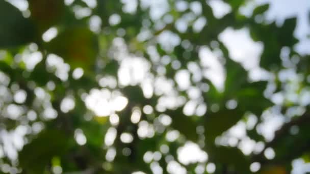 Blurred Out Focussing Technique Tree Leaves Sunshine Tree Summer Daytime — Vídeo de Stock