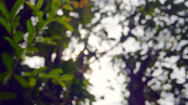 Blurred Out Focussing Technique Tree Leaves Sunshine Tree Summer Daytime — Stock video