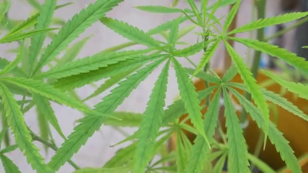 Pov Cannabis Marijuana Weed Leaf Wind Blowing Daytime Video Shot — Video Stock