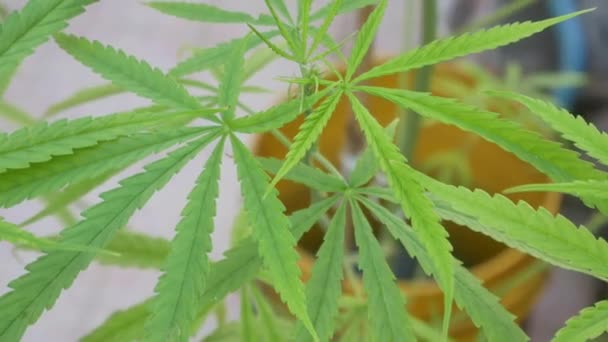 Pov Cannabis Marijuana Weed Leaf Wind Blowing Daytime Видео Снято — стоковое видео