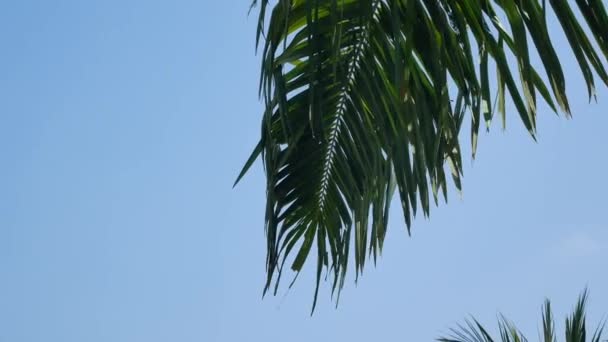 真夏の青空を背景にヤシの木ココナッツの木へのPov風がプーケット タイのビーチエリアの近くに吹いて夏の昼間に — ストック動画