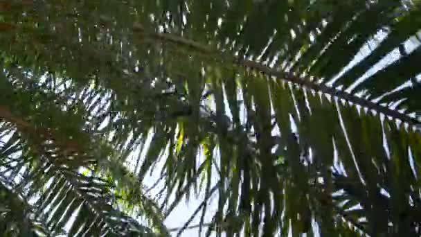真夏の青空を背景にヤシの木ココナッツの木へのPov風がプーケット タイのビーチエリアの近くに吹いて夏の昼間に — ストック動画