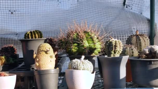 Pots Cactus Nature Home Garden — 图库视频影像