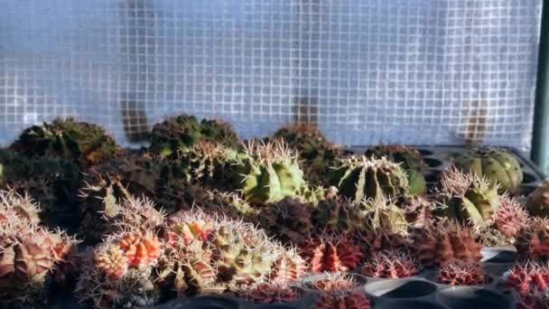 Pots Cactus Nature Home Garden — Stok video