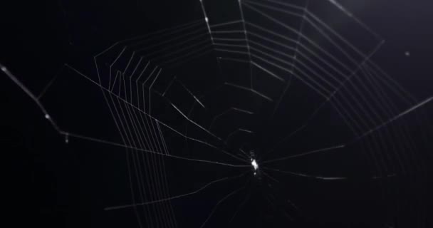 Small Spider Making Web Night Time Timelapse Video Uhd Small — Stock Video