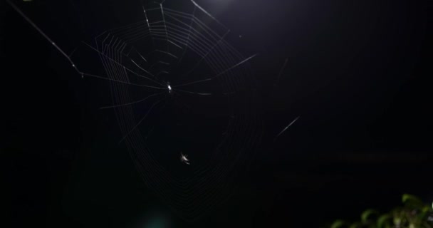 Μικρή Αράχνη Κάνει Ένα Web Νύχτα Στο Timelapse Βίντεο Uhd — Αρχείο Βίντεο