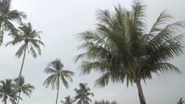 View of coconut palm trees against sky near beach on the tropical island. Coconut palm trees bottom view. Green palm tree with blue sky background
