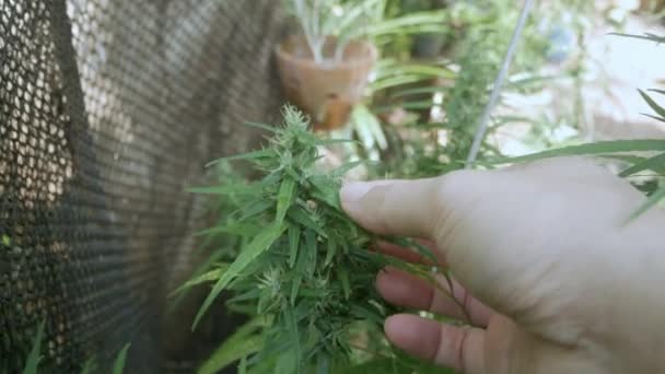 Hand Touch Hemp Cannabis Bud Plant Blooming Female Marijuana Flower — Stockvideo