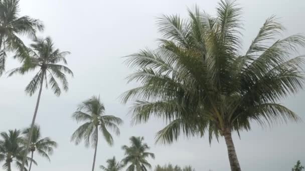 View Coconut Palm Trees Sky Beach Tropical Island Coconut Palm — Stockvideo