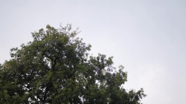 Вид Зелене Дерево Фоном Прозорого Блакитного Неба Літній Час — стокове відео