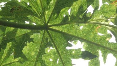 Yeşil tropikal papaya yapraklarına bak. Ağaç yaprağında güneş ışığı parlıyor.