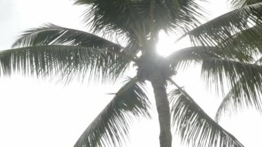 View of coconut palm trees against sky near beach on the tropical island. Coconut palm trees bottom view. Green palm tree with blue sky background