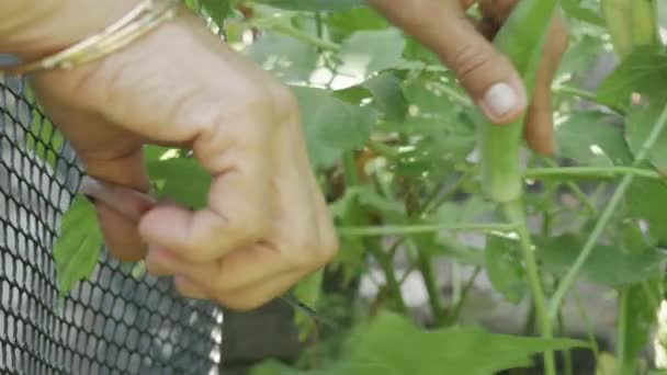 从花园里的树上采摘新鲜的秋葵 耕作收获 — 图库视频影像
