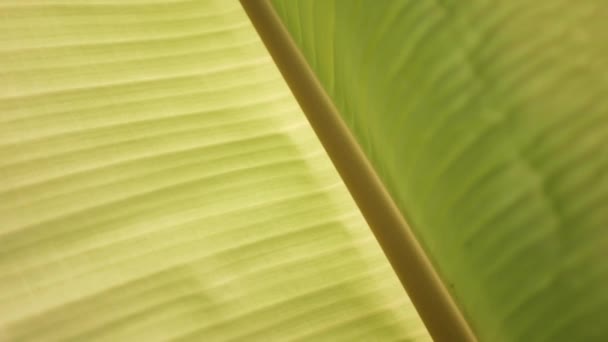 Textura Hoja Plátano Con Luz Del Sol Brilla Través Día — Vídeos de Stock