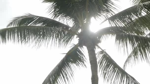 Вид Кокосові Пальми Небо Біля Пляжу Тропічному Острові Кокосові Пальми — стокове відео