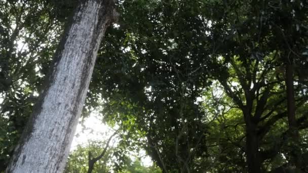 Солнечные Лучи Свет Светит Сквозь Листья Деревьев Ветви Джунглей Тропических — стоковое видео