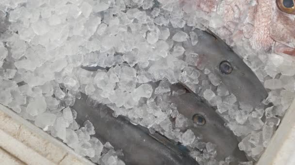 Świeże Surowe Ryby Lodzie Supermarkecie Spożywczym Zimna Świeżość Ryb Lodzie — Wideo stockowe