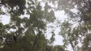 Yağmur mevsiminde arabadayken gökyüzüne bak ve çam ağaçlarının arasından geç.