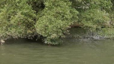 Orman nehir kıyısında yeşil tropikal orman Tayland 'da