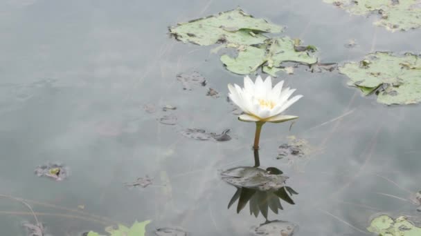 Lótus Beleza Natural Lírio Água Flor Botânica Lago — Vídeo de Stock