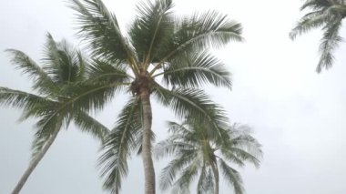 View of coconut palm trees against sky near beach on the tropical island. Coconut palm trees bottom view. Green palm tree with blue sky background
