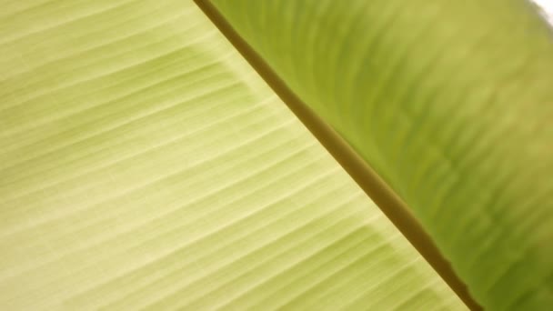 Textura Folha Bananeira Com Luz Solar Brilha Durante Dia Verão — Vídeo de Stock