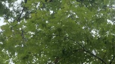 Alçak açı Tayland 'ın kuzeyindeki Chiangmai' de güneş ışığıyla parlayan doğal yeşil yağmur ormanlarının tepesine bakar.