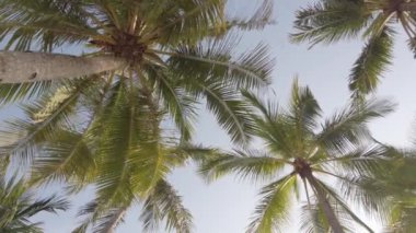Hindistan cevizi palmiye ağaçlarının tropik adanın kumsalında gökyüzüne karşı yavaş çekim görüntüsü. Hindistan cevizi palmiyeleri alt görünüm. Mavi arkaplanı olan yeşil palmiye ağacı