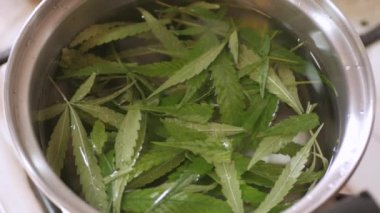 Kenevir marihuana kenevir yaprakları demlikte kaynarken çay yapmak için. Sağlıklı yerel çay içeceği.