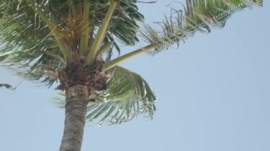 View of coconut palm trees against sky near beach on the tropical island. Coconut palm trees bottom view. Green palm tree with blue sky background
