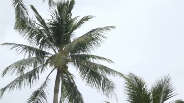 View of coconut palm trees against sky near beach on the tropical island. Coconut palm trees bottom view. Green palm tree with blue sky background