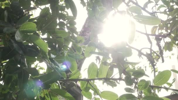 Прекрасне Літо Сонячним Сяйвом Прорветься Крізь Листя Зеленого Дерева Чарівний — стокове відео