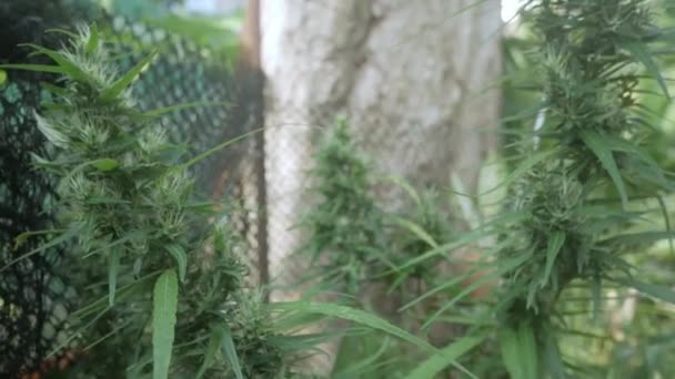 Plant Bourgeon Chanvre Cannabis Floraison Fleurs Marijuana Femelles Feuilles Poussant — Video