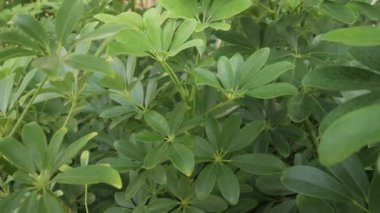 Tatil oteli yaz tatili arka planı için tropik botanik ağaç yapraklarının, tropik doğal ağaç kütlelerinin görünüm yüzeyini kapatın.