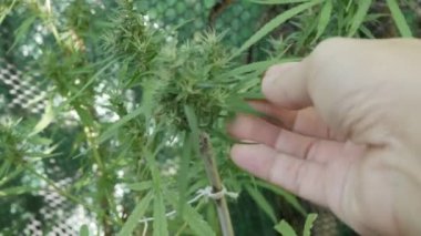 Hand touch Hemp (cannabis) bud plant. Blooming female marijuana flower and leafs growing in organice garden. Selective focus on Cannabis leaf plant
