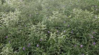 Doğal yaz manzarasında, çiçek tarlasının manzarası. Güneş ışığı alan güzel bir arka plan.