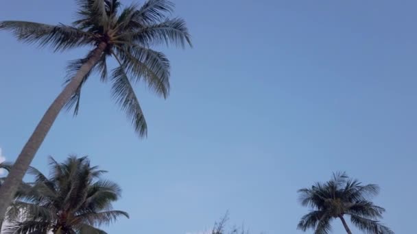 太陽の光が差し込む熱帯の島のビーチ近くの空に対するヤシの木のスローモーションビュー ヤシの木の下のビュー 青空を背景にした緑のヤシの木 — ストック動画