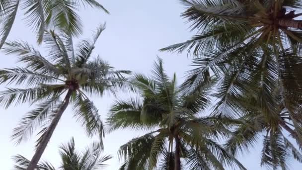 Slow Motion View Coconut Palm Trees Sky Beach Tropical Island — Stockvideo