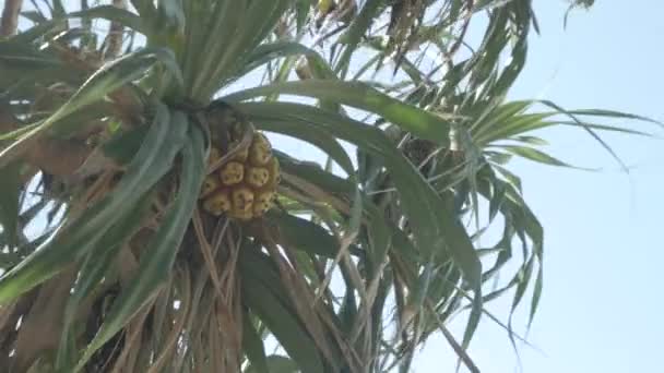 View Pandanus Tectorius Palm Trees Sky Beach Tropical Island Pandanus — Stock Video