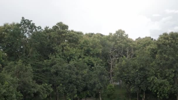 Variedade Árvores Naturais Floresta Ponto Vista Aéreo Com Luz Solar — Vídeo de Stock