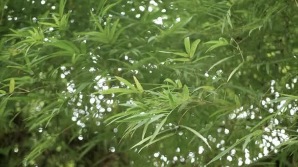 Baixo Ângulo Visão Olhar Para Cima Topo Vegetação Natural Bambu — Vídeo de Stock