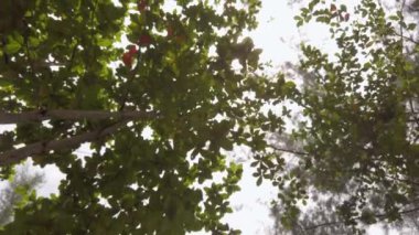 Yavaş çekim alçak açı, tropik plaj yakınlarındaki çam ağacına manzara, yaz tatili arka planı, gökyüzüne karşı ağaçların manzarası. Tropikal adada bir sahil. Güneş ışığında palmiye ağaçları. Yüksek kalite yavaş hareket..