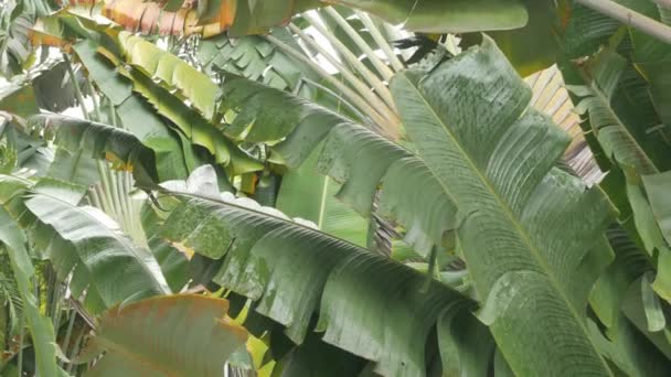 Textura Hoja Plátano Mientras Llueve Día Verano Verano Botánica Vacaciones — Vídeos de Stock