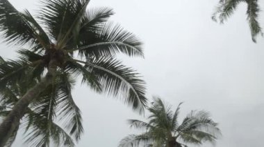 View of coconut palm trees against sky near beach on the tropical island. Coconut palm trees bottom view. Green palm tree with blue sky background